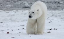 orso polare