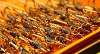 Insetti nella nostra dieta? Arriva il primo allarme: ecco chi dovrebbe categoricamente evitare
