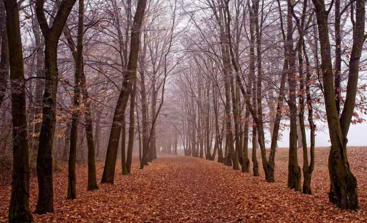 Perché novembre è considerato un mese triste