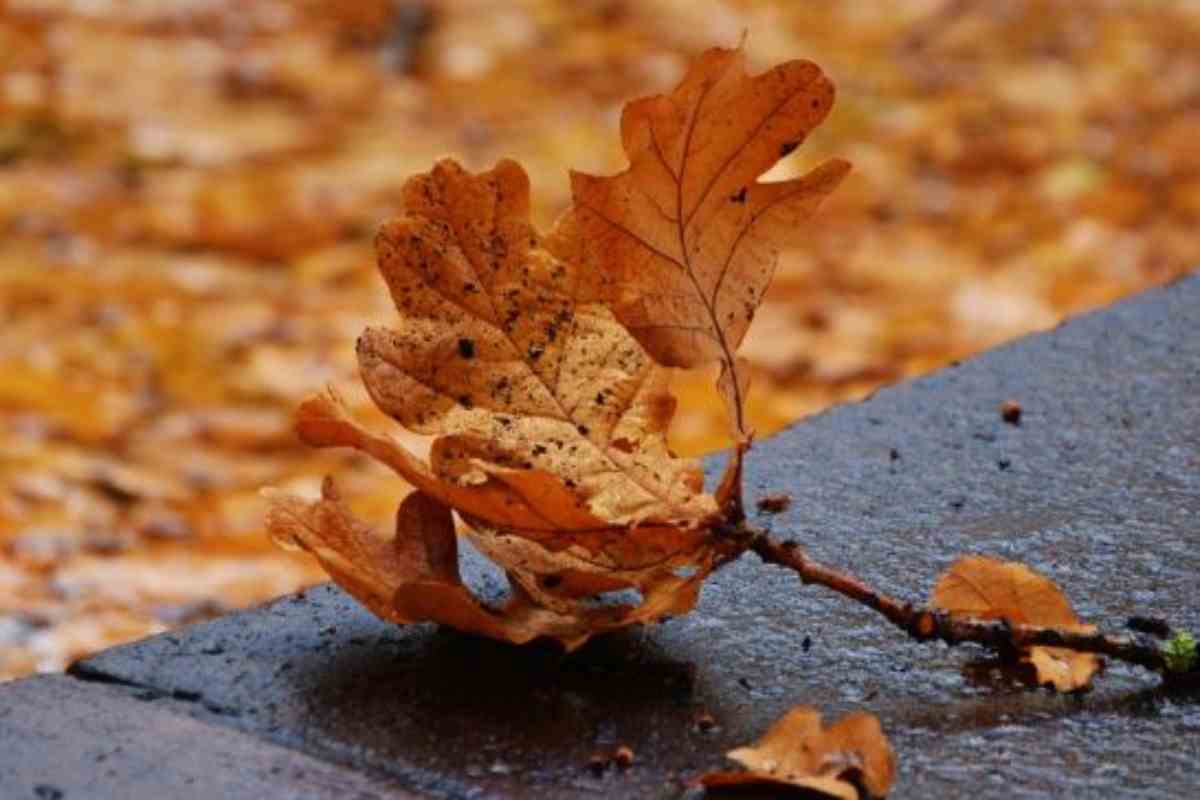 farfalla che sembra una foglia morta