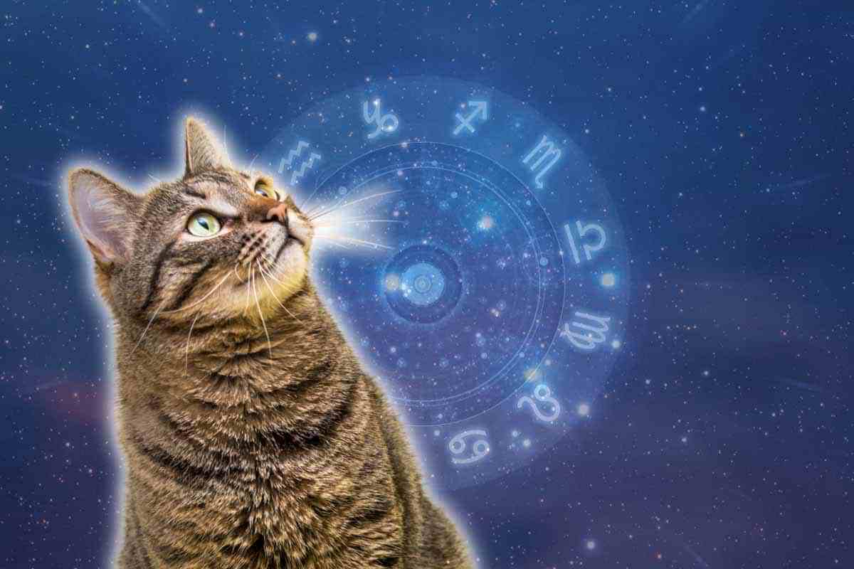 Segni zodiacali amanti dei gatti